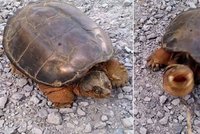 Skutečná ninja želva: Muž tak dlouho prudil plaza, až na to doplatil