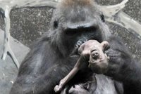 Z toho bolí u srdce: Gorilí máma se nedokáže rozloučit s mrtvým potomkem. "Probuď se, moje maličká!"