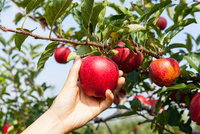 Vyznáte se v jablkách? Poradíme, která sníst hned a která uskladnit