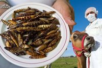 Europoslanci se hádají: Budeme jíst i v Česku hmyz a klonované maso?