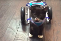Malý zázrak: Koťátko s amputovanými nožičkami chodí díky speciálnímu vozíčku