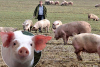 Čeští zemědělci prodávají prasata pod cenou. Drtí je vepřové z dovozu