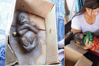 Jako mumifikovaný! Orangutánka na pokraji smrti našli v papírové krabici
