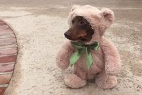 Medvěvčík je tu: Pozor, hrozí předávkování roztomilostí!