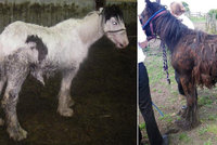 Tyranka zanedbávala své koně, 32 zvířat museli veterináři utratit