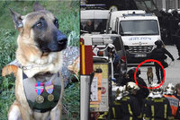Poslední foto psí hrdinky Diesel. #JeSuisChien truchlí svět pro fenku, kterou odpálila teroristka