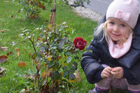 Je advent a kvetou kytky. Teplotní rekordy hlásí 21 míst v Česku