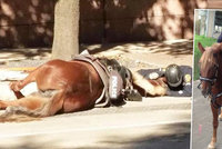 Parťáci až za hrob: Policista dojemně utěšoval svého umírajícího koně