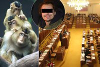 Bombou hrozil českým poslancům i makakům. Anonym přitom mluvil o Islámském státu
