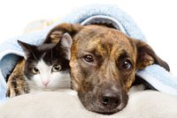 Silvestrovský stres pro psy a kočky. Jak ochránit své mazlíčky na přelomu roku?