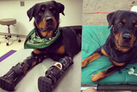 Rotvajlerovi umrzly všechny čtyři packy: Díky dárcům dostal pes Brutus protézy