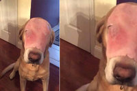Popálený pes si získal srdce milionů lidí. Jak je to s ním doopravdy?