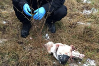 Psa někdo stáhl z kůže a uřízl mu hlavu. Policie hledá majitele