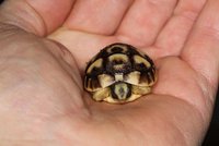 Zoo Praha má dvě novoroční mláďata: Narodil se beránek a vylíhla se malá želva tuniská