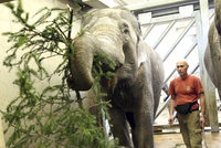 Sloni a kopytníci recyklují vánoční nádheru. Smlsli si na větvích ze Staromáku