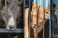 Nejsmutnější zoo světa: Zvířata v ní přežívají na zbytcích z jatek. Lvice šílenstvím bouchá hlavou o klec