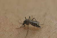 Geneticky modifikovaní komáři jako obrana před virem zika. Hrozí zmutování