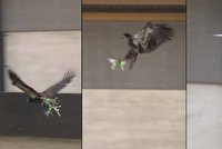 Orlové chytají drony! V Nizozemsku policie vyzrála na létající neřády