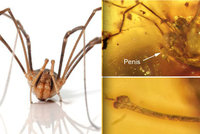 Erekce na 99 milionů let?! Vědci našli pavoučka, kterému „stojí“ i po takové době