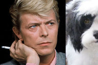Pejsek Davida Bowieho má stejné oči jako on: Jedno hnědé, druhé modré
