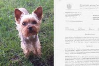 Yorkšíra jí roztrhali volně puštění psi: Magistrát napařil truchlící ženě pokutu