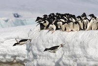 Zapomeňte na Antarktidu. Tučňáci pocházejí z Austrálie a Nového Zélandu, zjistili vědci