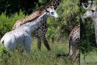 Unikátní objev: Už jste někdy viděli bílou žirafu? V Tanzanii se jedna taková prohání