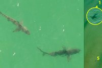 V obklopení žraloků: Surfařku ohrožovalo pět mořských dravců