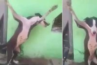 Tyrani ukřižovali psa a házeli po něm cigarety, neskutečné mučení nahráli na video
