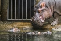Velká rána pro pražskou zoo: Zemřel slavný hroch Slávek, symbol povodní z roku 2002