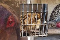 Zoo hrůzy v Jemenu: Hladová zvířata požírají sama sebe