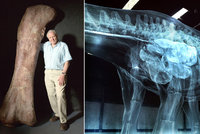Britský dobrodruh David Attenborough a největší dinosaurus všech dob: Oživili titána!