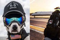 Letiště v USA střeží čtyřnohý krasavec: S tímhle ostříleným psem si raději nezahrávejte!