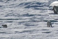 Krutá Arktida: Lední medvěd sežral mládě před zraky vyděšené medvědice
