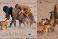 Statečné slůně: Zahnalo na útěk 14 lvic!