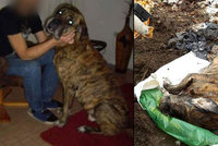 Ubodal psa k smrti: Udala ho vlastní dcera, tělo zvířete museli exhumovat