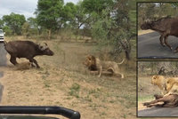 Krvelačné safari: Smečka lvů ulovila a sežrala buvola přímo před vyděšenými turisty