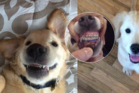 Pes s rovnátky? Roztomilé štěně se stalo hitem internetu!