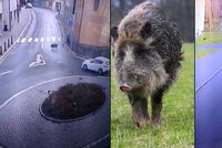 Divoká prasata se proháněla centrem Kolína: Vyběhla z Pekla