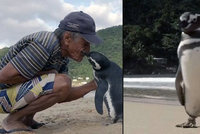 Tučňák uplave každý rok 8000 km za mužem, který mu zachránil život