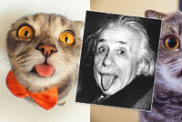 Kočičí Einstein hvězdou Instagramu: Proč ale slavná kočka vyplazuje jazyk?