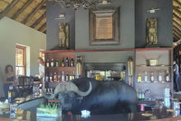 Překvapení na safari: Žíznivý buvol obsadil bar, vyděšení turisté se schovali