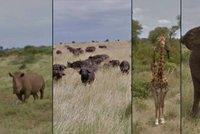 Prohlédněte si safari z pohodlí domova: Google vás vezme na virtuální prohlídku do Afriky