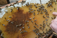 Včelstva v Česku devastuje mor. Bez spálení včel přežije i desítky let