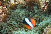 Velký bariérový útes odumírá: Korály blednou kvůli oteplování, zmizí potápěčský ráj z mapy?