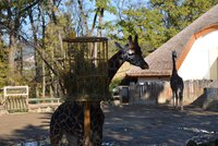 Smutná zpráva ze zlínské zoo: Uhynul žirafák Bataro! Tělo poslouží k preparaci