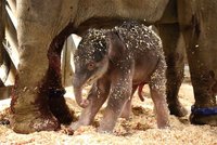 V pražské zoo se narodilo první slůně z našeho chovu: Je to stokilový sameček