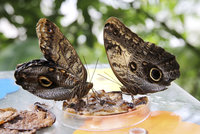 Živé vysílání: Sledujte líhnutí motýlů v pražské Botanické zahradě