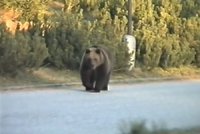 Ve Vysokých Tatrách vyhlášena krizová situace: Medvědi chodí v ulicích!
