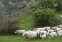Stáda ovcí na návštěvě Prahy: Spolu s kozami a skotem pomáhají spásat pastviny